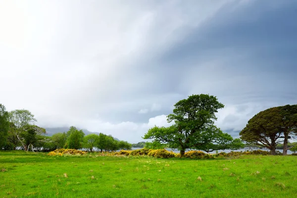 Gyönyörű nagy fenyőfa és virágzó Gorse bokrok a bankok a Muckross-tó található Killarney Nemzeti Parkban, Kerry megye, Írország. — Stock Fotó