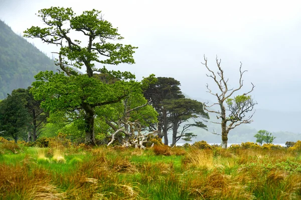 Gyönyörű nagy fenyőfa és virágzó Gorse bokrok a bankok a Muckross-tó található Killarney Nemzeti Parkban, Kerry megye, Írország. — Stock Fotó
