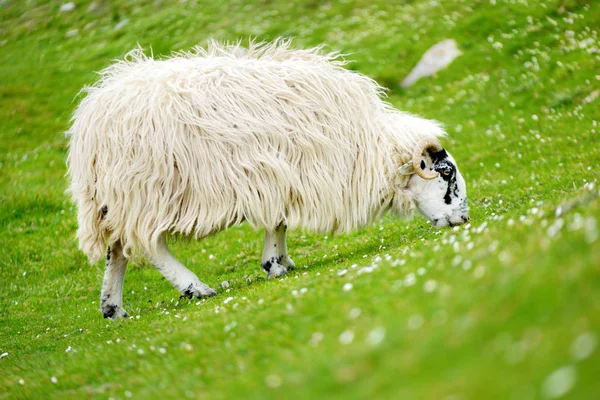 녹색 목초지에서 방목 다채로운 염료로 표시된 양. 아일랜드의 녹색 초원에서 먹이를 주는 성인 양과 아기 양. — 스톡 사진