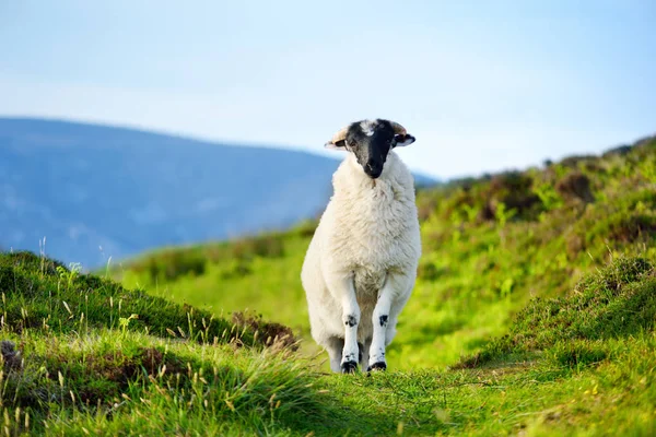 Owce oznaczone barwnymi barwami wypasu na zielonych pastwiskach. Dorosłe owce i jagnie dla niemowląt karmiących się zielonymi łąkami Irlandii. — Zdjęcie stockowe