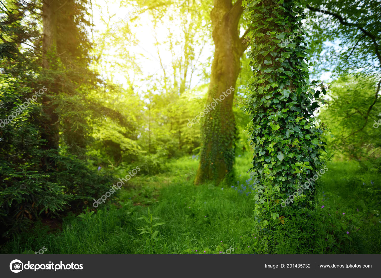 Massive Pine Trees With Ivy Growing On Their Trunks Impressive