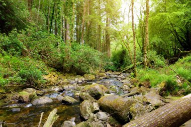 İrlanda'nın en popüler turistik yerlerinden biri olan Torc Şelalesi yakınlarındaki küçük şelaleler, Killarney Milli Parkı'nın ormanlık alanında yer almaktadır..