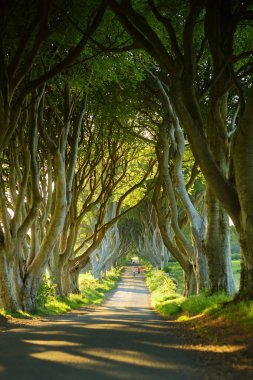Dark Hedges, County Antrim Bregagh Road boyunca kayın ağaçlarının bir cadde. Nothern Ireland bölgesindeki turistik mekanlar.