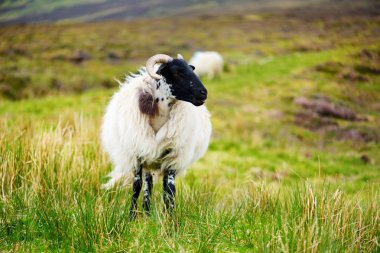 Yeşil otlaklarda renkli boya otlatma ile işaretlenmiş koyun. İrlanda'nın yeşil çayırlarında beslenen yetişkin koyun ve yavru kuzular.