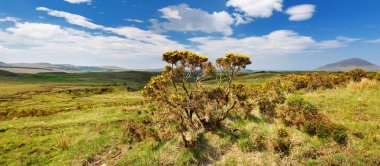 Connemara Milli Parkı, bataklık ve fundalıklar için ünlü, onun koni şeklindeki dağ tarafından izlenen, Diamond Hill, County Galway, İrlanda