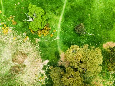 Killarney Milli Parkı, County Kerry, İrlanda bulunan Muckross Gölü üzerinde bir kıyısında güzel büyük çam ağacı ve çiçek açan gorse çalılar havadan görünümü.