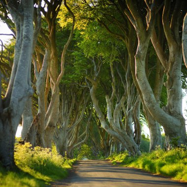 Dark Hedges, County Antrim Bregagh Road boyunca kayın ağaçlarının bir cadde. Nothern Ireland bölgesindeki turistik mekanlar.