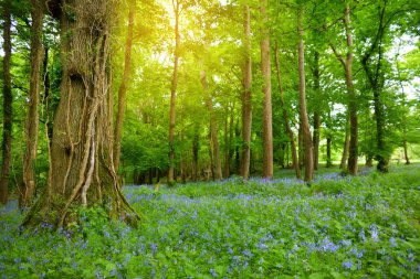 Ducketts Grove, County Carlow, İrlanda bahçelerinde çiçek açan güzel bluebell çiçekleri.