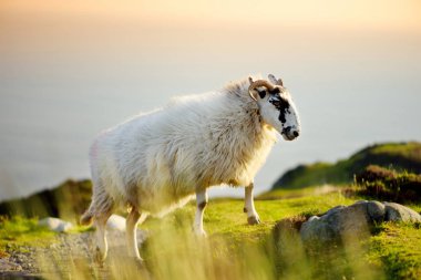 Yeşil otlaklarda renkli boya otlatma ile işaretlenmiş koyun. İrlanda'nın yeşil çayırlarında beslenen yetişkin koyun ve yavru kuzular.