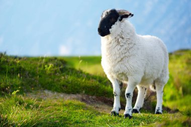 Yeşil otlaklarda renkli boya otlatma ile işaretlenmiş koyun. İrlanda'nın yeşil çayırlarında beslenen yetişkin koyun ve yavru kuzular.