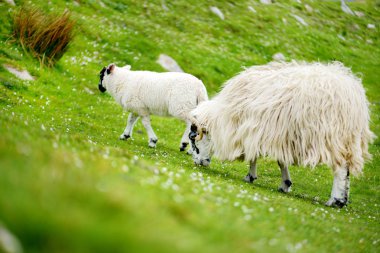 Yeşil otlaklarda renkli boya otlatma ile işaretlenmiş koyun. İrlanda'nın yeşil çayırlarında beslenen yetişkin koyun ve yavru kuzular.