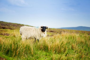 Yeşil otlaklarda renkli boya otlatma ile işaretlenmiş koyun. İrlanda'nın yeşil çayırlarında beslenen yetişkin koyun ve yavru kuzular.