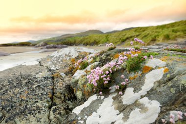 Abbey Adası, Derrynane Tarihi Parkı arazi yama, Derrynane Abbey ve çimento kalıntıları ile ünlü, County Kerry bulunan, İrlanda