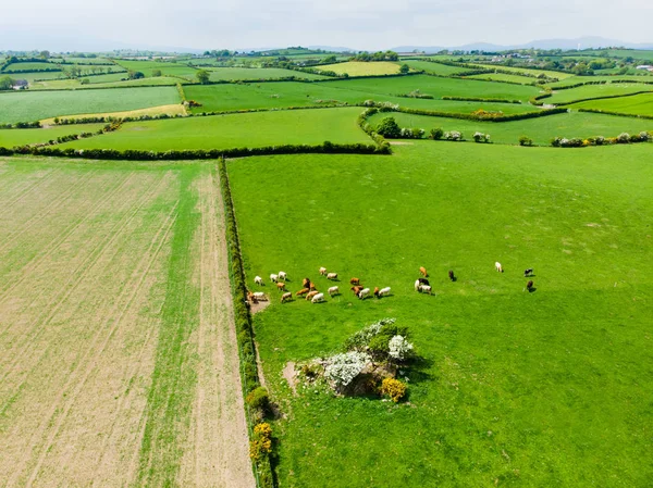 Aerial view of endless lush pastures and farmlands of Ireland. Beautiful Irish countryside with emerald green fields and meadows. — Stock Photo, Image