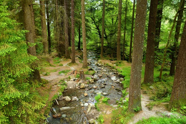 Beautiful narrow stream flowing across woodlands of Wicklow Mountains National Park. County Wicklow, Ireland — Stock Photo, Image