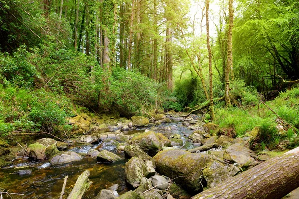 Malé vodopády nedaleko vodopádu Torc, jedna z nejpopulárnějších turistických atrakcí v Irsku, ležící v zalesněných lesích národního parku Killarney. — Stock fotografie