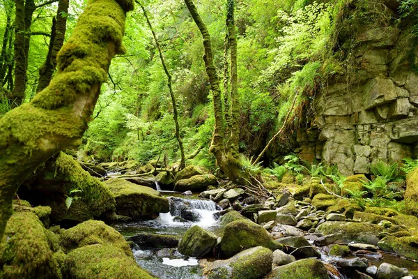 Невеликі водоспади біля водоспаду торк, один з найбільш популярних туристичних визначних пам'яток Ірландії, розташований в лісистій місцевості національного парку Кілларні. — стокове фото