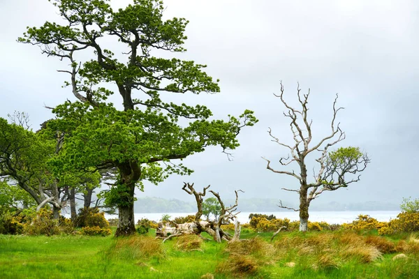 美丽的大松树和开花的峡谷灌木在穆克罗斯湖的岸边，位于基拉尼国家公园，县克里，爱尔兰. — 图库照片