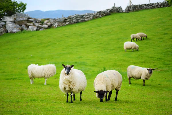 Sheep marked with colorful dye grazing in green pastures. Adult sheep and baby lambs feeding in green meadows of Ireland. — Stock Photo, Image