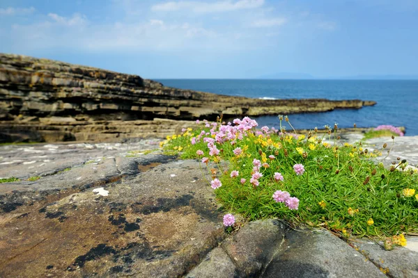 Rough and rocky shore along famous Ring of Kerry route. Península de Iveragh, Condado de Kerry, Irlanda . — Fotografia de Stock