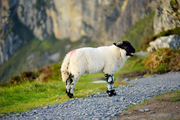 Schafe mit buntem Farbstoff grasen auf grünen Weiden. erwachsene Schafe und Baby-Lämmer füttern in grünen Wiesen Irlands. — Stockfoto