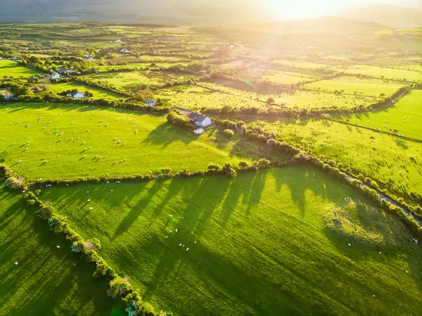 İrlanda'nın uçsuz bucaksız yemyeşil otlaklarının ve tarım arazilerinin havadan görünümü. Yeşil alanlar ve çayırları ile güzel İrlandalı kırsal. Gün batımında kırsal manzara. — Stok fotoğraf