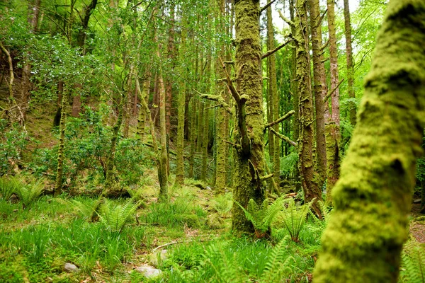 Massicci pini con edera che crescono sui tronchi. Impressionanti boschi del Killarney National Park, contea di Kerry, Irlanda — Foto Stock