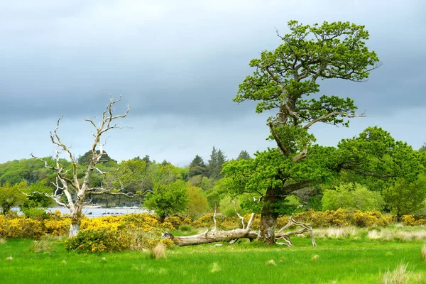 Belo pinheiro grande e arbustos gorse florescentes em uma bancos em Muckross Lake, localizado no Parque Nacional de Killarney, Condado de Kerry, Irlanda . — Fotografia de Stock