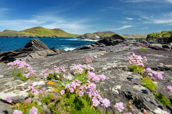 Cromwell Point Valentia Adası Deniz Feneri güzel bir görünüm. Vahşi Atlantik Yolu'nda görülmeye değer yerler. County Kerry, İrlanda. — Stok fotoğraf