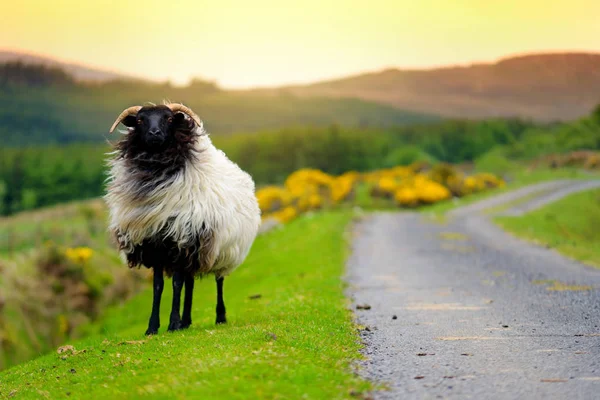 緑の牧草地でカラフルな染料の放牧でマークされた羊。アイルランドの緑の牧草地で餌を与える大人の羊と赤ちゃんの子羊. — ストック写真