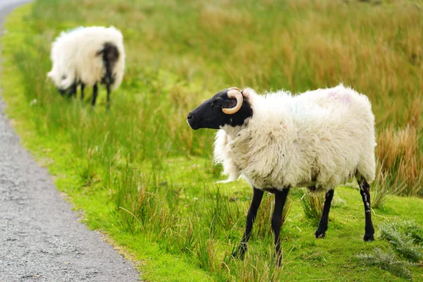 Sheep marked with colorful dye grazing in green pastures. Adult sheep and baby lambs feeding in green meadows of Ireland. — Stock Photo, Image