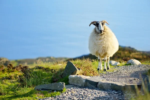 Schapen gemarkeerd met kleurrijke kleurstof grazen in groene weiden. Volwassen schapen en baby lammeren voeden in groene weiden van Ierland. — Stockfoto