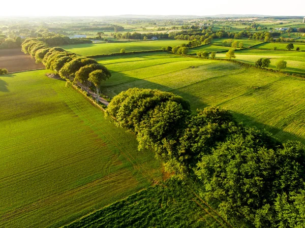 Aerial view of endless lush pastures and farmlands of Ireland. Beautiful Irish countryside with green fields and meadows. Rural landscape on sunset. — Stock Photo, Image