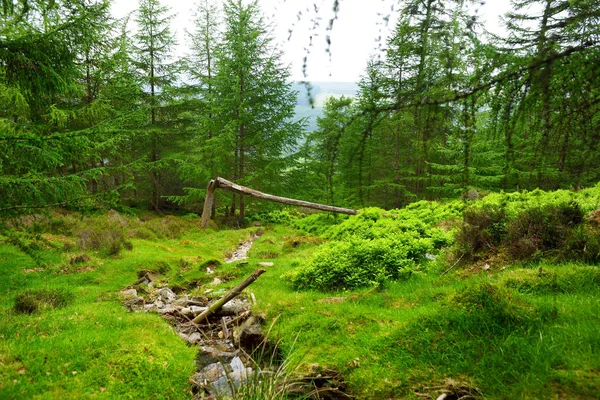 Hermoso arroyo estrecho que fluye a través de bosques del Parque Nacional de las Montañas Wicklow. Condado de Wicklow, Irlanda — Foto de Stock