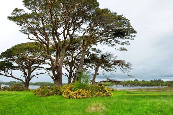 Piękne duże drzewo sosnowe i kwitnących Gorse krzewy na brzegach na jeziorze Muckross, znajduje się w Killarney National Park, County Kerry, Irlandia. — Zdjęcie stockowe