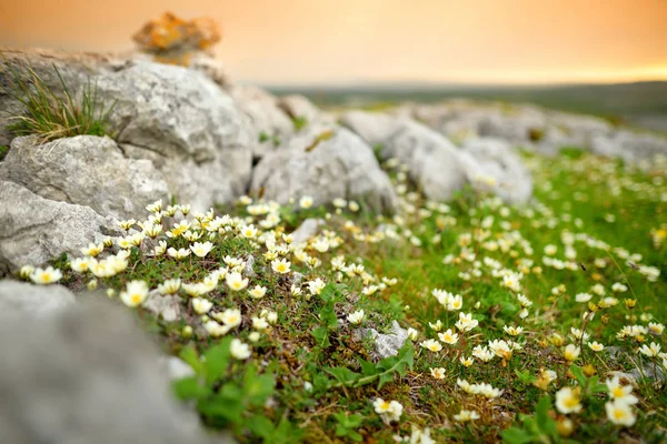 Spectacular landscape of the Burren region of County Clare, Ireland. Exposed karst limestone bedrock at the Burren National Park. — Stock Photo, Image