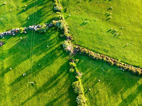 İrlanda'nın uçsuz bucaksız yemyeşil otlaklarının ve tarım arazilerinin havadan görünümü. Yeşil alanlar ve çayırları ile güzel İrlandalı kırsal. Gün batımında kırsal manzara. — Stok fotoğraf