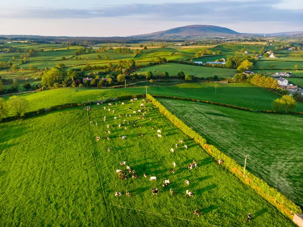 Aerial view of endless lush pastures and farmlands of Ireland. Beautiful Irish countryside with green fields and meadows. Rural landscape on sunset. — Stock Photo, Image