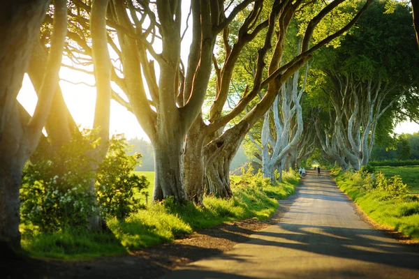 De Dark Hedges, een laan van beukenbomen langs Bregagh Road in County Antrim. Toeristische attracties in nothern Ierland. — Stockfoto