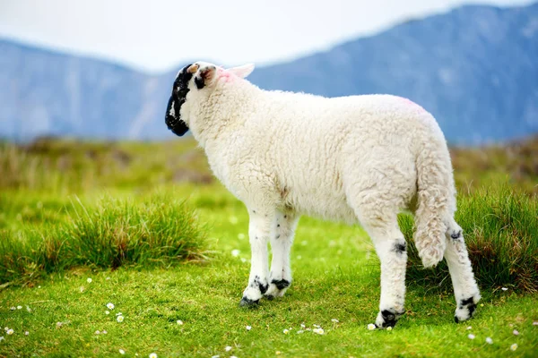 Juh jelzett színes festék legelő Zöld legelőkön. Az írországi zöld réteken táplálkozó felnőtt juh-és báránybárányok. — Stock Fotó