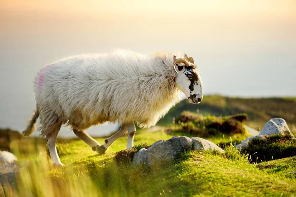 Sheep marked with colorful dye grazing in green pastures. Adult sheep and baby lambs feeding in green meadows of Ireland. — Stock Photo, Image