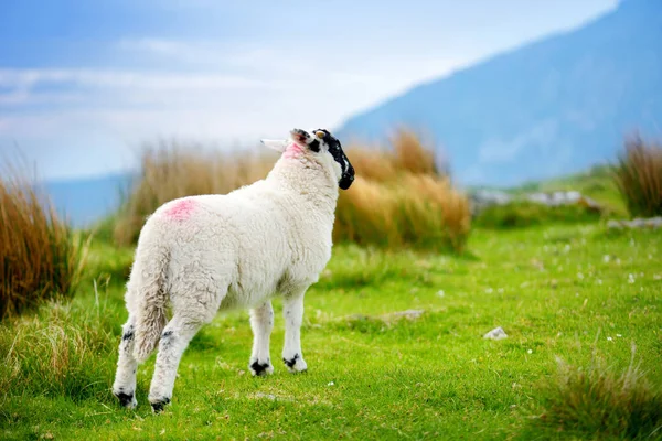 Sheep marked with colorful dye grazing in green pastures. Adult sheep and baby lambs feeding in green meadows of Ireland. — Stock Photo, Image