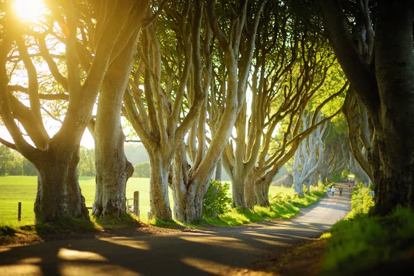 De Dark Hedges, een laan van beukenbomen langs Bregagh Road in County Antrim. Toeristische attracties in nothern Ierland. — Stockfoto