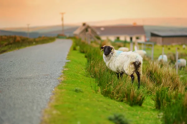 Sheep marked with colorful dye grazing in green pastures. Adult sheep and baby lambs feeding in green meadows of Ireland. — Stock Photo, Image