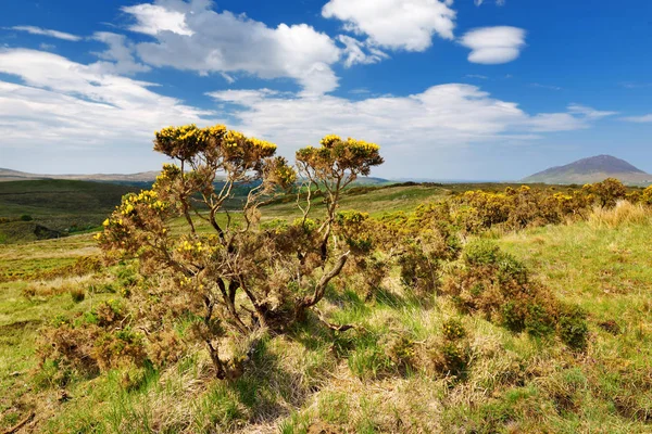 Το εθνικό πάρκο Connemara, διάσημο για τους Μπόγκς και τα χέμερς, παρακολουθούσε το κωνικό του βουνό, το Diamond Hill, την κομητεία Γκάλγουεϊ, την Ιρλανδία — Φωτογραφία Αρχείου