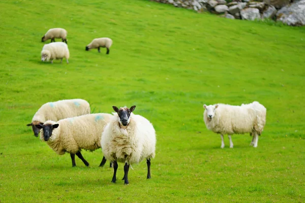 Ovejas marcadas con colorido pastoreo en verdes pastos. Ovejas adultas y corderos bebés alimentándose en prados verdes de Irlanda . — Foto de Stock