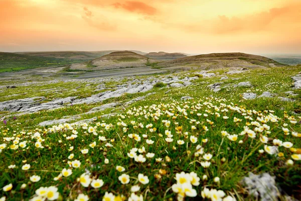 Paysage spectaculaire de la région de Burren dans le comté de Clare, en Irlande. Soubassement de calcaire karstique exposé au parc national Burren . — Photo