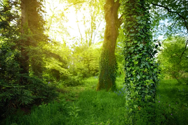Massiva tallar med murgröna växer på sina stammar. Imponerande skogsmarker i Killarney National Park, County Kerry, Irland — Stockfoto