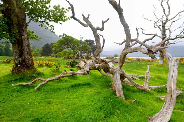 Piękne duże drzewo sosnowe i kwitnących Gorse krzewy na brzegach na jeziorze Muckross, znajduje się w Killarney National Park, County Kerry, Irlandia. — Zdjęcie stockowe