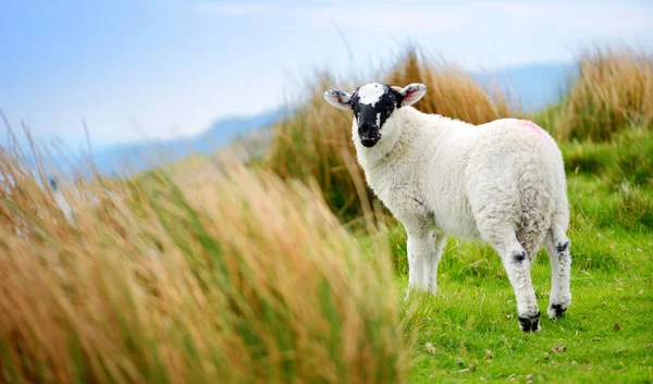 Баран відзначений барвистими випас в зелених пасовищах. Дорослі вівці та дитячі ягнята харчуються зеленими луками Ірландії. — стокове фото